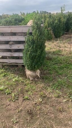 Buxus sempervirens 80-100 cm met kluit struik