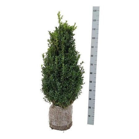 Buxus sempervirens 80-100 cm met kluit struik - afbeelding 2
