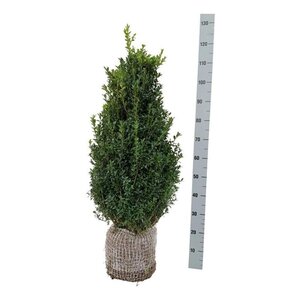 Buxus sempervirens 80-100 cm met kluit struik - afbeelding 2