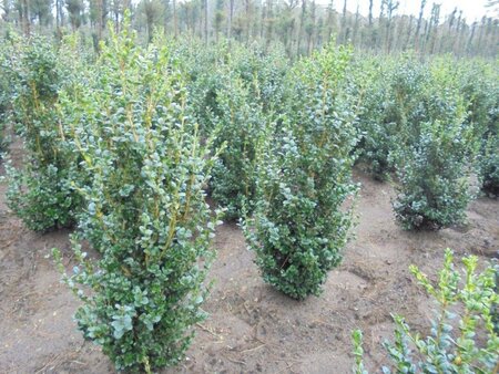 Buxus sem. 'Rotundifolia' 80-100 cm met kluit - afbeelding 3