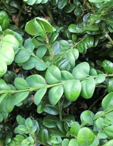 Buxus sem. 'Rotundifolia' 80-100 cm met kluit