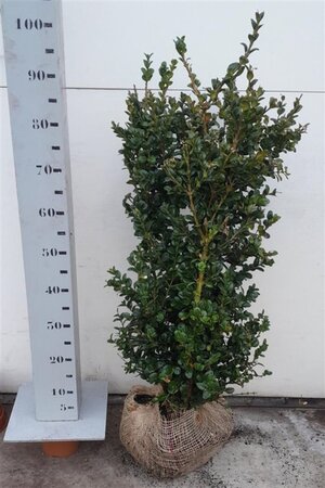 Buxus sem. 'Rotundifolia' 80-100 cm met kluit - afbeelding 4