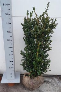 Buxus sem. 'Rotundifolia' 80-100 cm met kluit - afbeelding 4