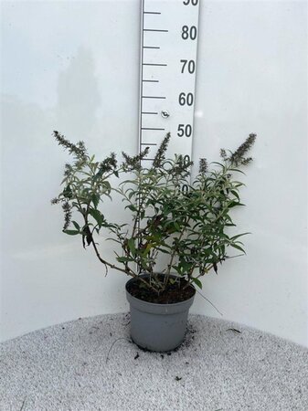 Buddleja 'White Ball' 30-40 cm cont. 5,0L