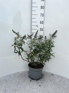 Buddleja 'White Ball' 30-40 cm cont. 5,0L