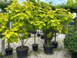Catalpa bignonioides 'Aurea' 200-225 cm draadkluit meerstammig