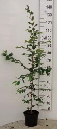 Carpinus betulus 100-125 cm cont. 4,0L