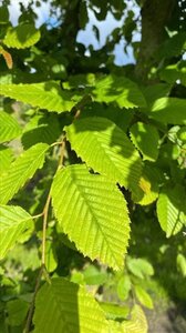 Carpinus betulus 10-12 Hoogstam draadkluit