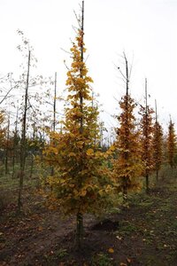 Carpinus betulus 12-14 cm draadkluit geveerd