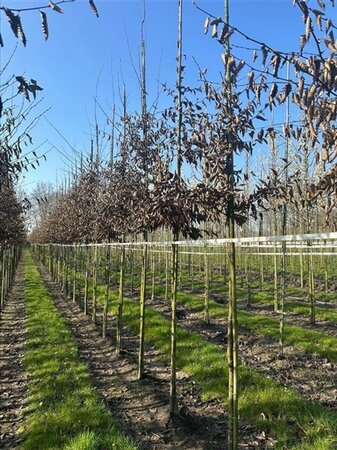 Carpinus betulus 12-14 Hoogstam draadkluit 2 X verplant - afbeelding 1