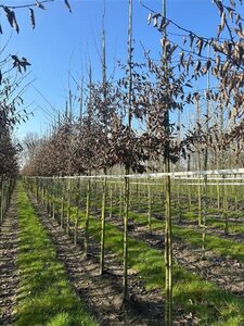 Carpinus betulus 12-14 Hoogstam draadkluit 2 X verplant