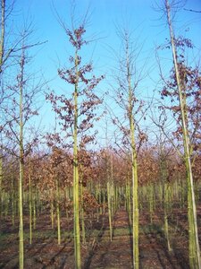 Carpinus betulus 12-14 Hoogstam draadkluit 2 X verplant - afbeelding 4