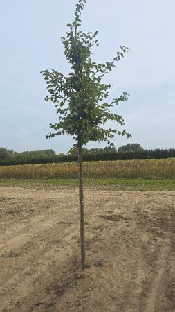 Carpinus betulus 12-14 Hoogstam draadkluit 2 X verplant - afbeelding 5