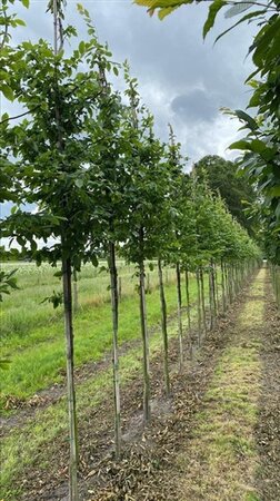 Carpinus betulus 12-14 Hoogstam draadkluit 2 X verplant - afbeelding 2