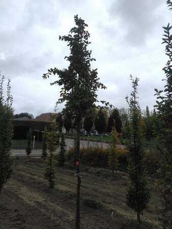 Carpinus betulus 12-14 Hoogstam draadkluit 2 X verplant - afbeelding 6