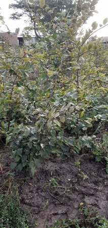 Carpinus betulus 125-150 cm met kluit geveerd