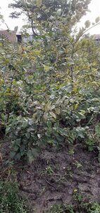 Carpinus betulus 125-150 cm met kluit geveerd