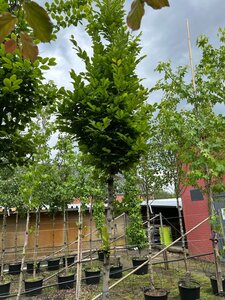 Carpinus betulus 14-16 Hoogstam cont. 50L - afbeelding 2