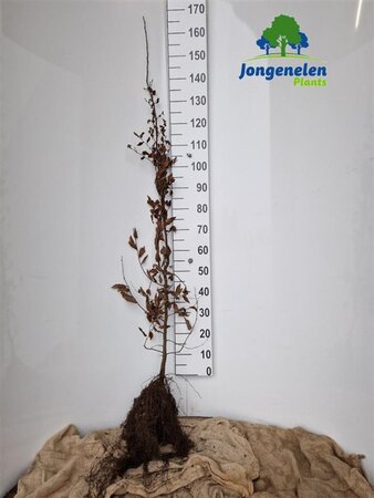 Carpinus betulus 150-175 cm BR