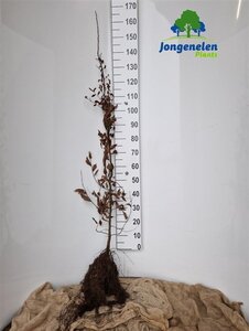 Carpinus betulus 150-175 cm BR