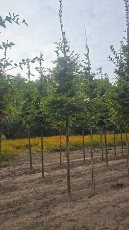 Carpinus betulus 20-25 Hoogstam draadkluit 3 X verplant - afbeelding 1
