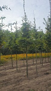 Carpinus betulus 20-25 Hoogstam draadkluit 3 X verplant
