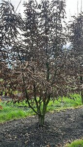 Carpinus betulus 250-300 cm draadkluit meerstammig - afbeelding 5
