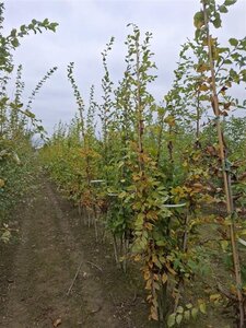 Carpinus betulus 250-300 cm draadkluit meerstammig - afbeelding 4