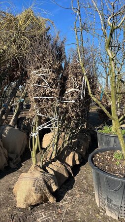 Carpinus betulus 250-300 cm draadkluit meerstammig - afbeelding 7