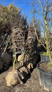 Carpinus betulus 250-300 cm draadkluit meerstammig - afbeelding 7
