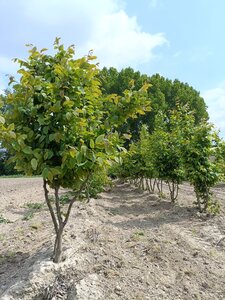 Carpinus betulus 250-300 cm draadkluit meerstammig - afbeelding 3
