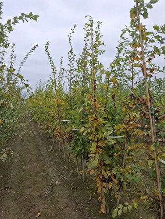 Carpinus betulus 250-300 cm draadkluit meerstammig - afbeelding 4