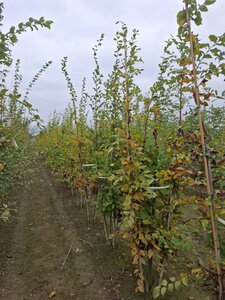 Carpinus betulus 250-300 cm draadkluit meerstammig - afbeelding 4