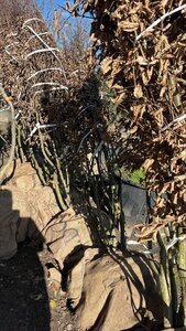 Carpinus betulus 250-300 cm draadkluit meerstammig - afbeelding 8