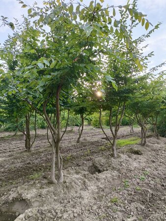 Carpinus betulus 250-300 cm WRB multi-stem - image 2