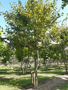 Carpinus betulus 300-350 cm draadkluit meerstammig - afbeelding 5