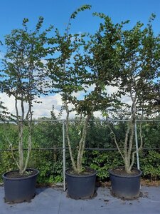 Carpinus betulus 300-350 cm draadkluit meerstammig - afbeelding 4