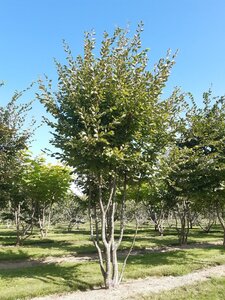 Carpinus betulus 300-350 cm draadkluit meerstammig - afbeelding 6