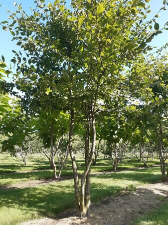 Carpinus betulus 300-350 cm WRB multi-stem - image 7