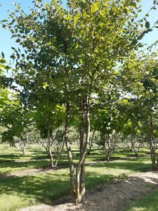 Carpinus betulus 300-350 cm WRB multi-stem - image 7