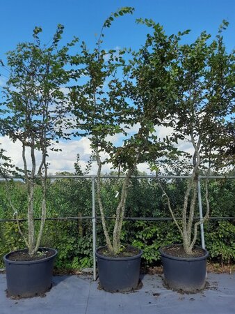 Carpinus betulus 300-350 cm WRB multi-stem - image 4