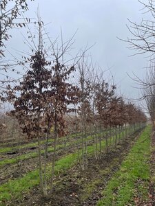 Carpinus betulus 400-450 cm draadkluit meerstammig - afbeelding 4