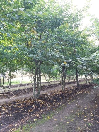Carpinus betulus 400-450 cm draadkluit meerstammig - afbeelding 3
