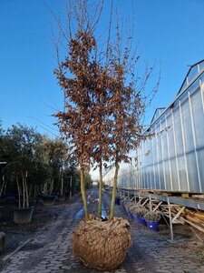Carpinus betulus 400-450 cm draadkluit meerstammig - afbeelding 6