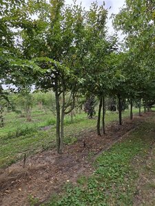 Carpinus betulus 400-450 cm draadkluit meerstammig - afbeelding 8