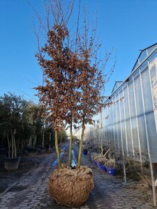 Carpinus betulus 400-450 cm WRB multi-stem - image 7