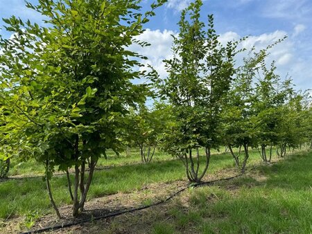 Carpinus betulus 400-450 cm WRB multi-stem - image 2