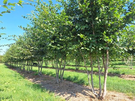 Carpinus betulus 400-450 cm WRB multi-stem - image 6