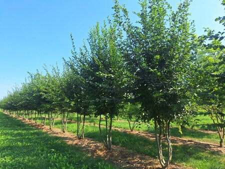 Carpinus betulus 400-450 cm WRB multi-stem - image 5