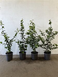 Carpinus betulus 40-60 cm cont. 2,5L - afbeelding 2